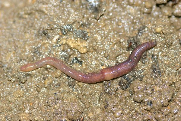 Photo of Dendrobaena octaedra by Earthworm Research Group University of Lancashire